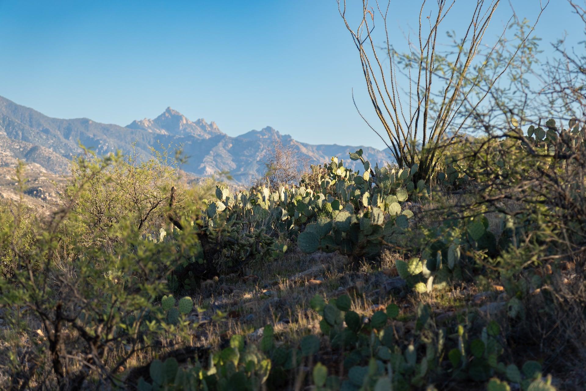 Prickly pear and ocotillo at golden hour with mountain peaks behind