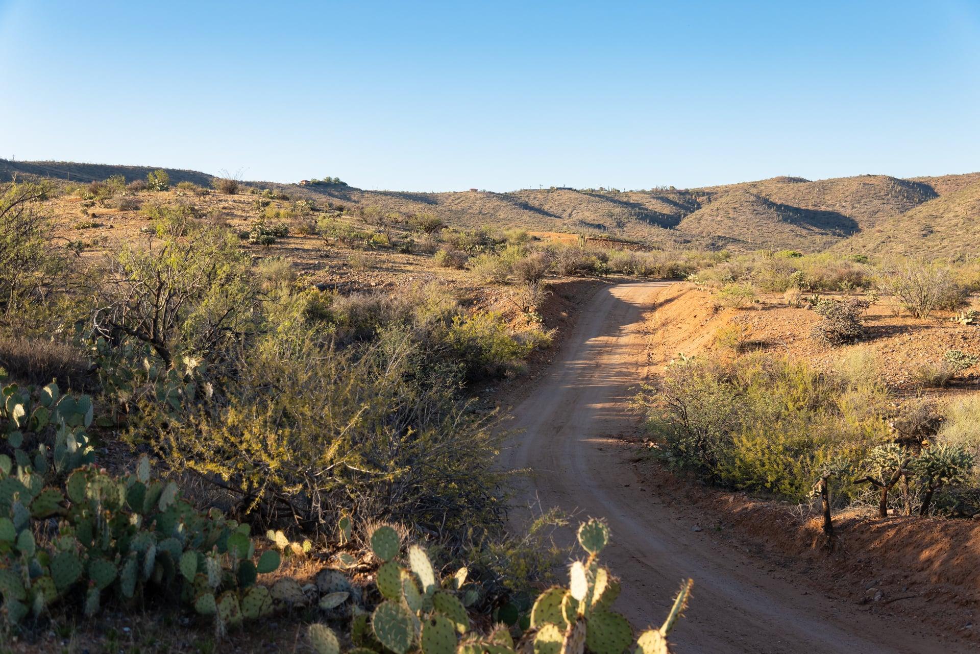 Dirt road winding through prickly pear and high-desert brush