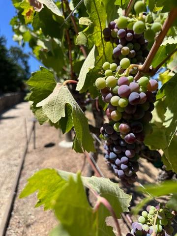 Bunch of ripening grapes on the vine