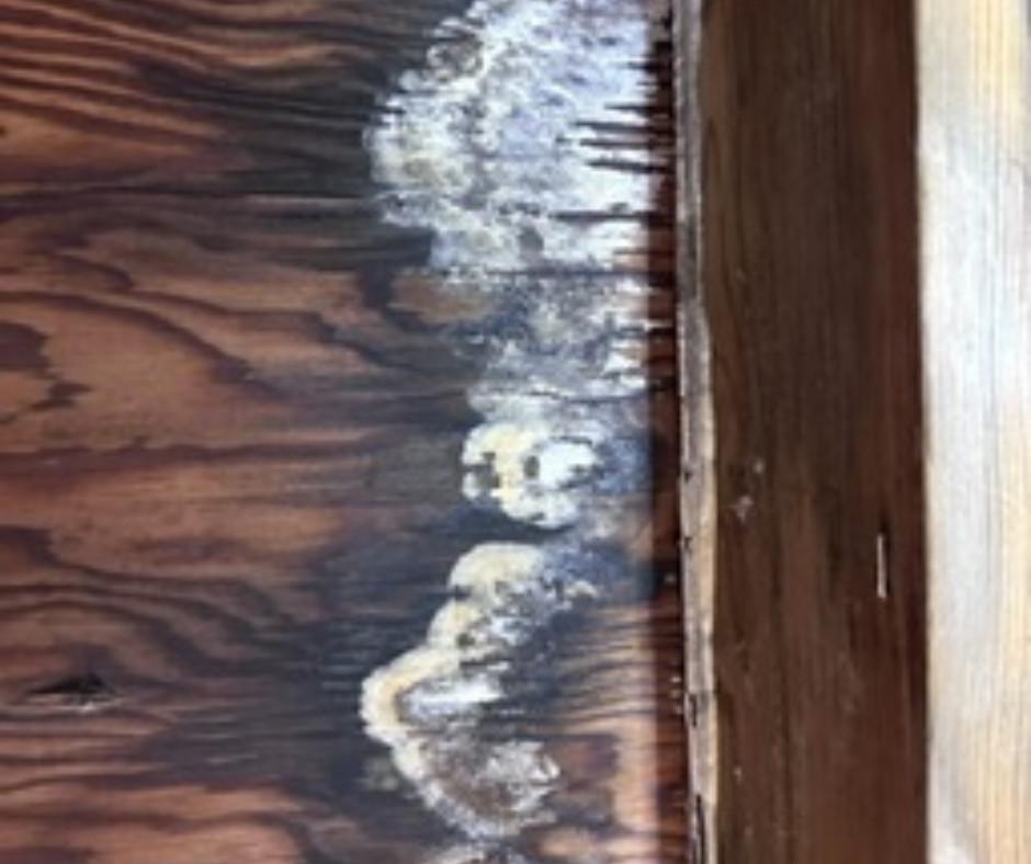 White growth spreading across dark wood framing