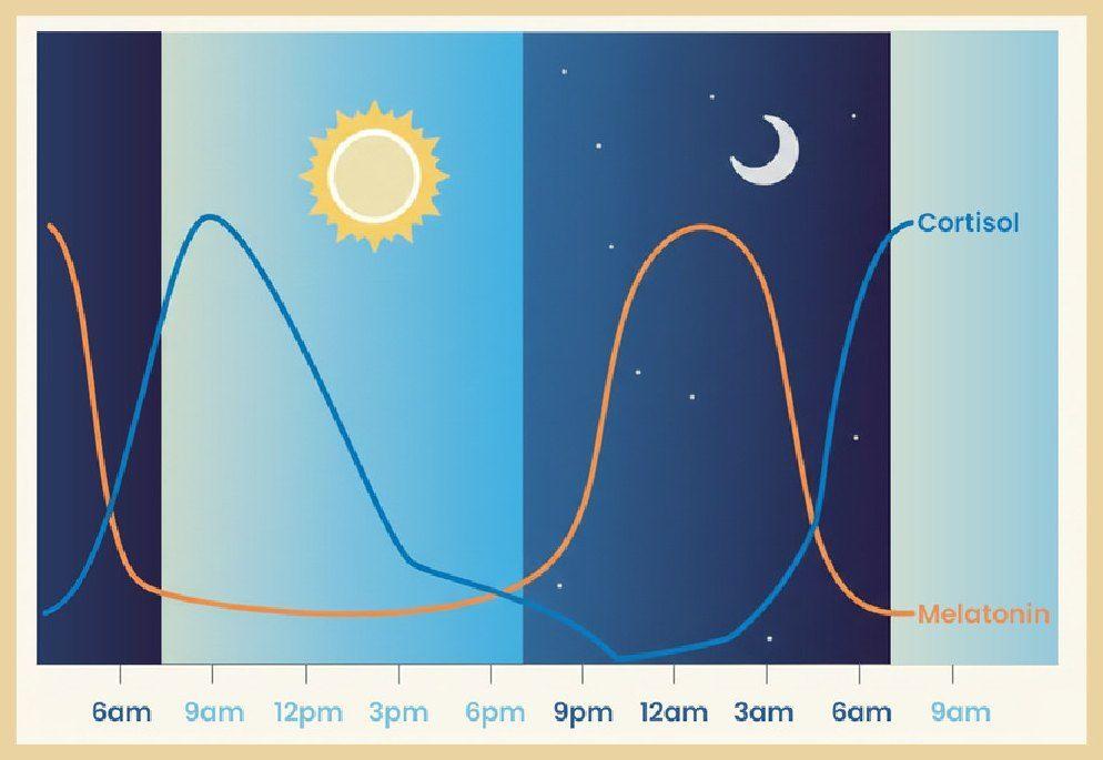 Circadian rhythm chart tracking sun and moon through the day
