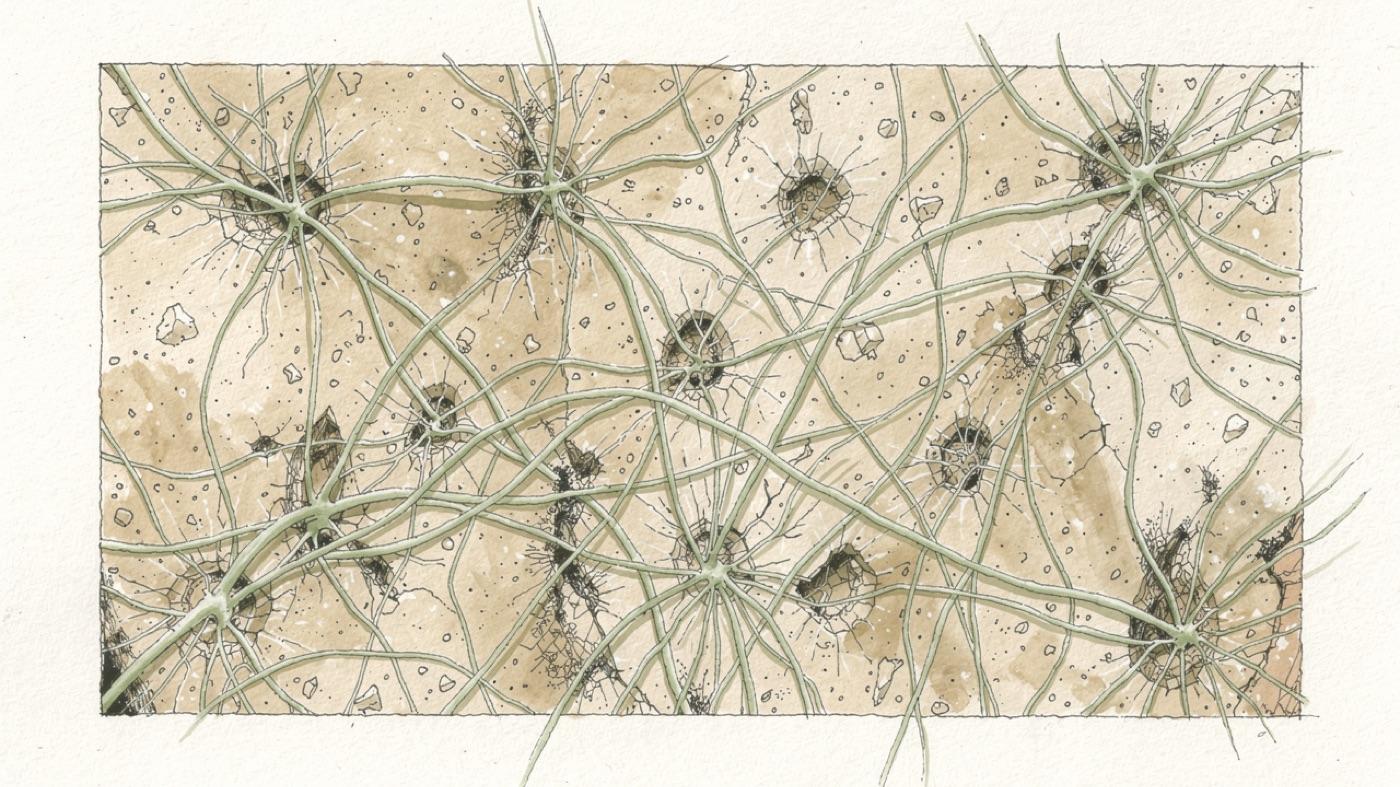 Magnified view of mold hyphae spreading like roots across the surface of a piece of paper-faced drywall